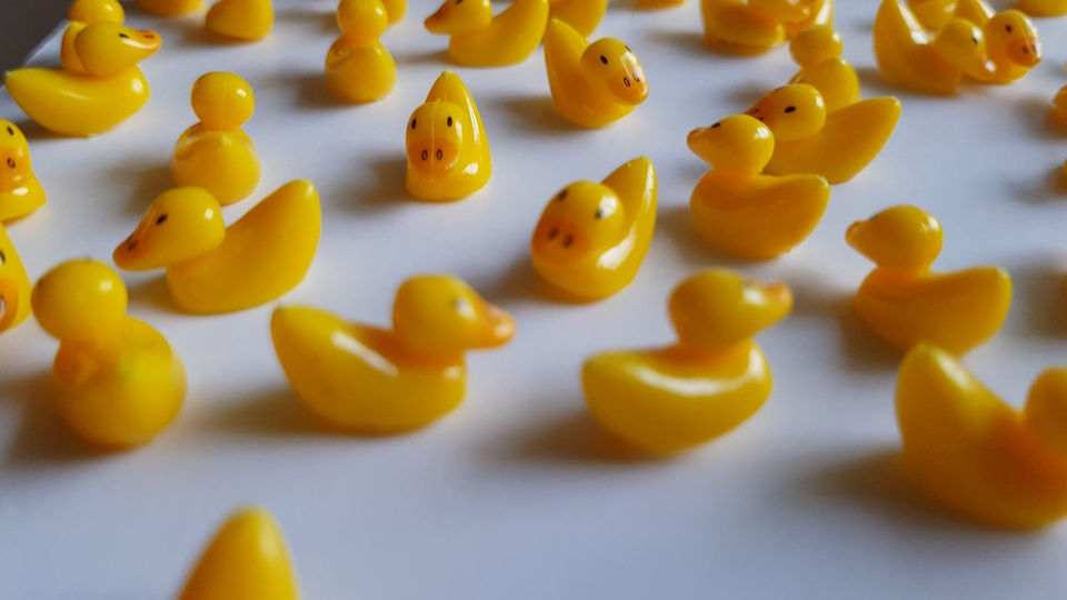 Where Do The Ducks Go